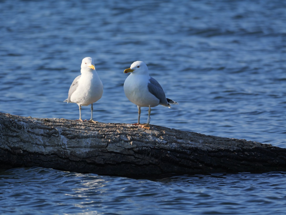 Gaviota del Caspio - ML645829854
