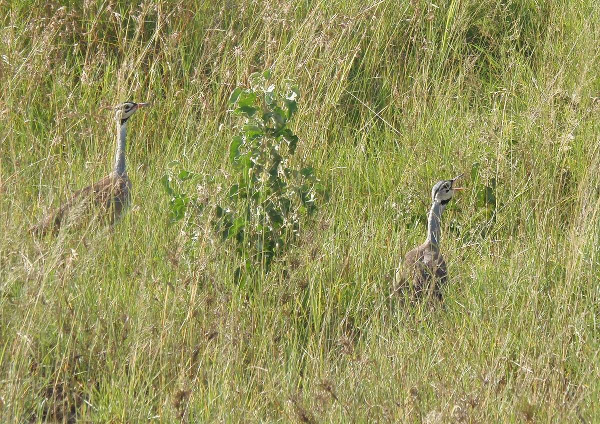 Sisón Senegalés (grupo senegalensis) - ML645829855