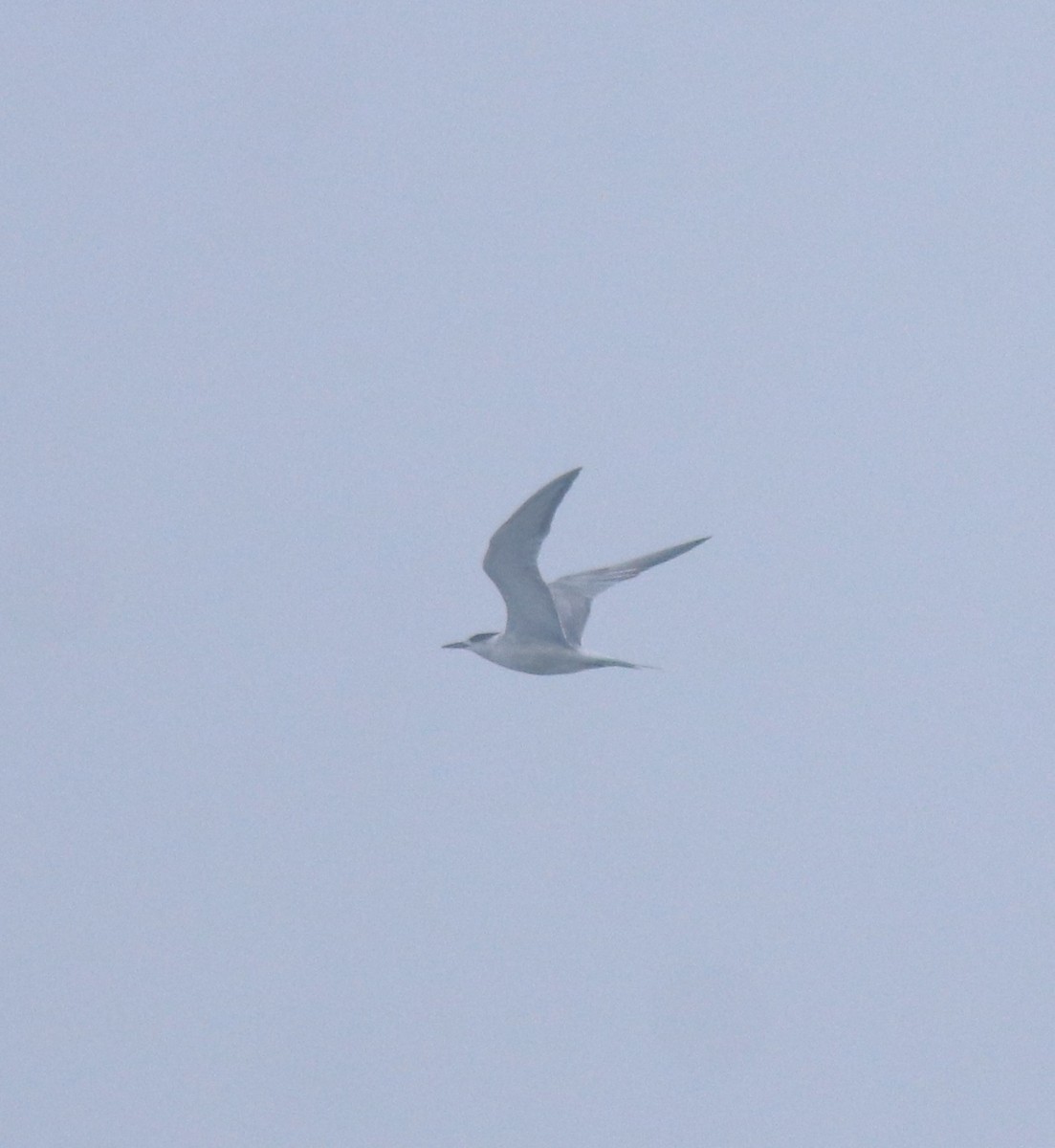 Common Tern - ML645829876