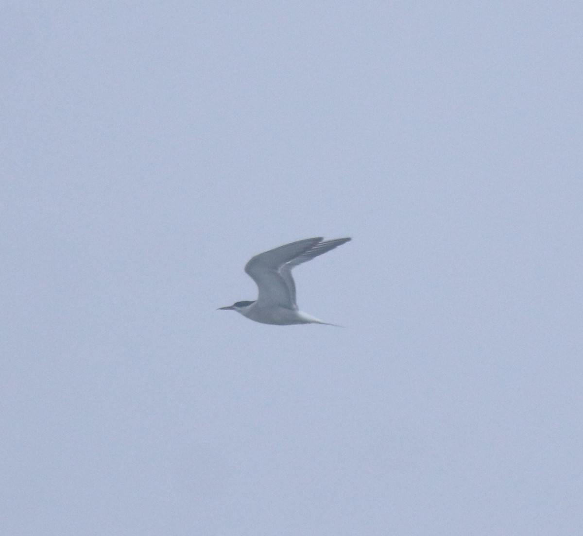 Common Tern - ML645829877