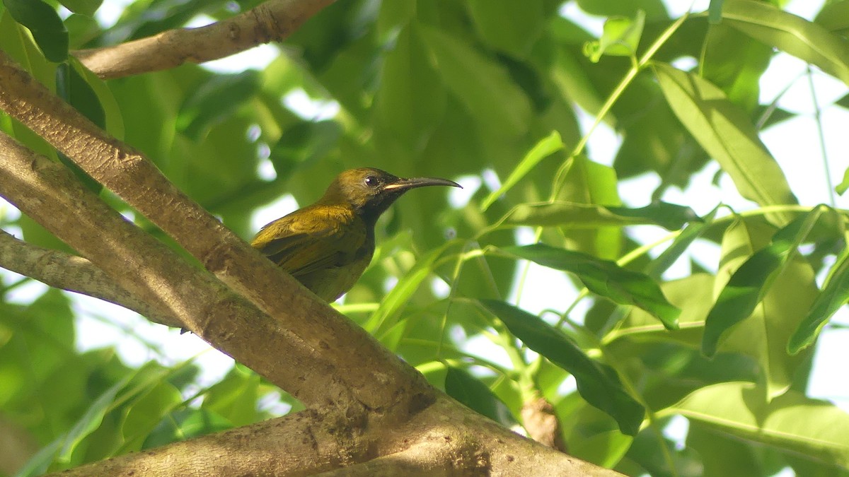 Green-headed Sunbird - ML645829878