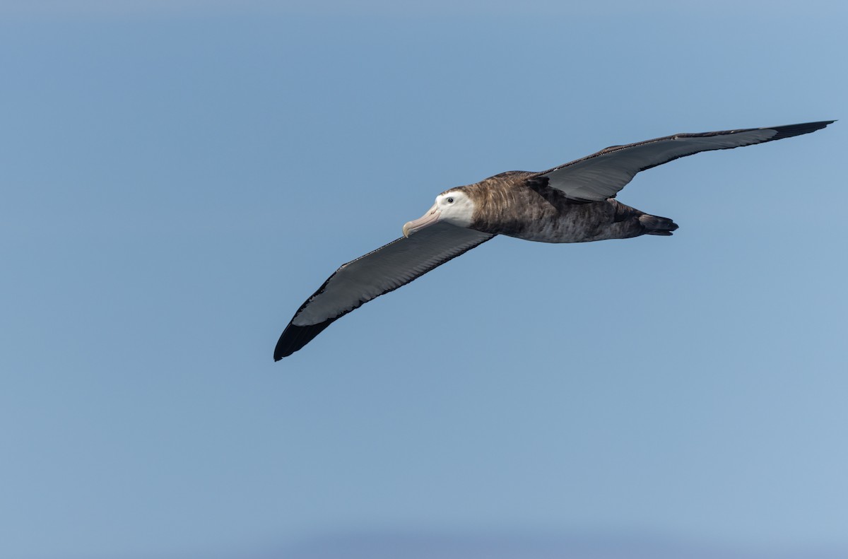 Antipodean Albatross - ML645829883