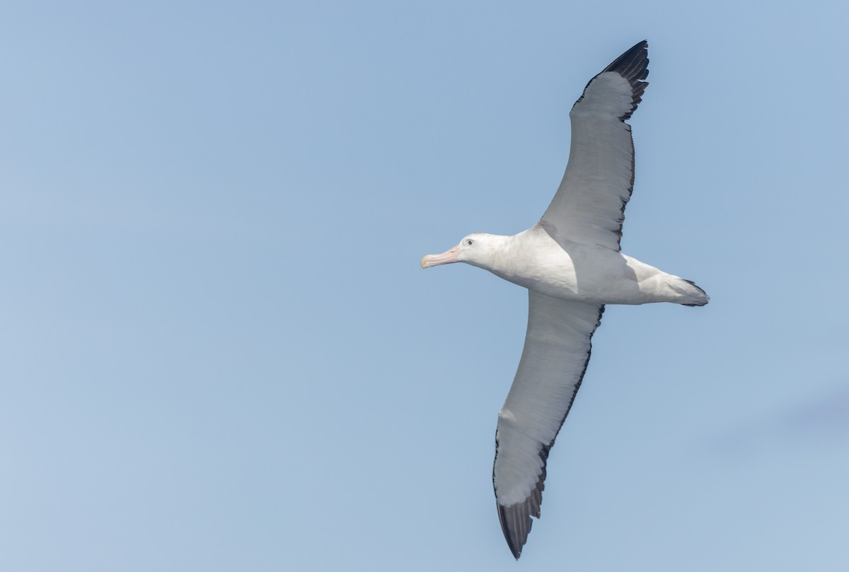 Antipodean Albatross - ML645829884