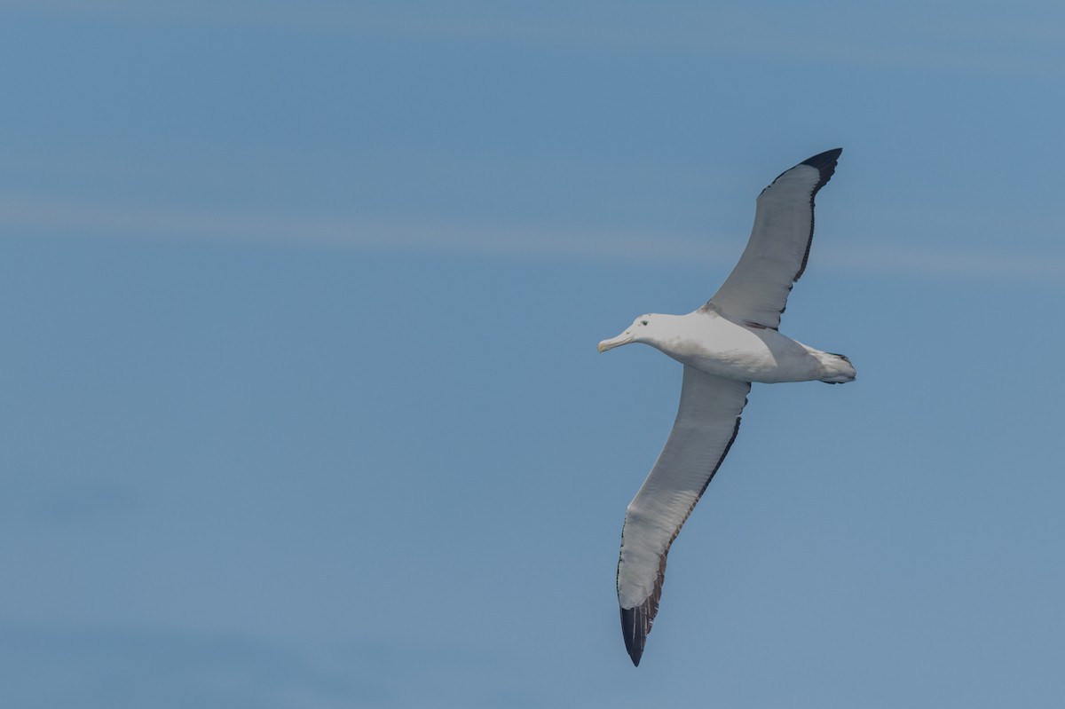 Antipodean Albatross - ML645829885