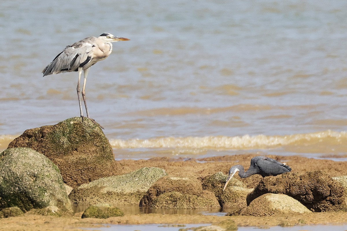 Western Reef-Heron - ML645829888