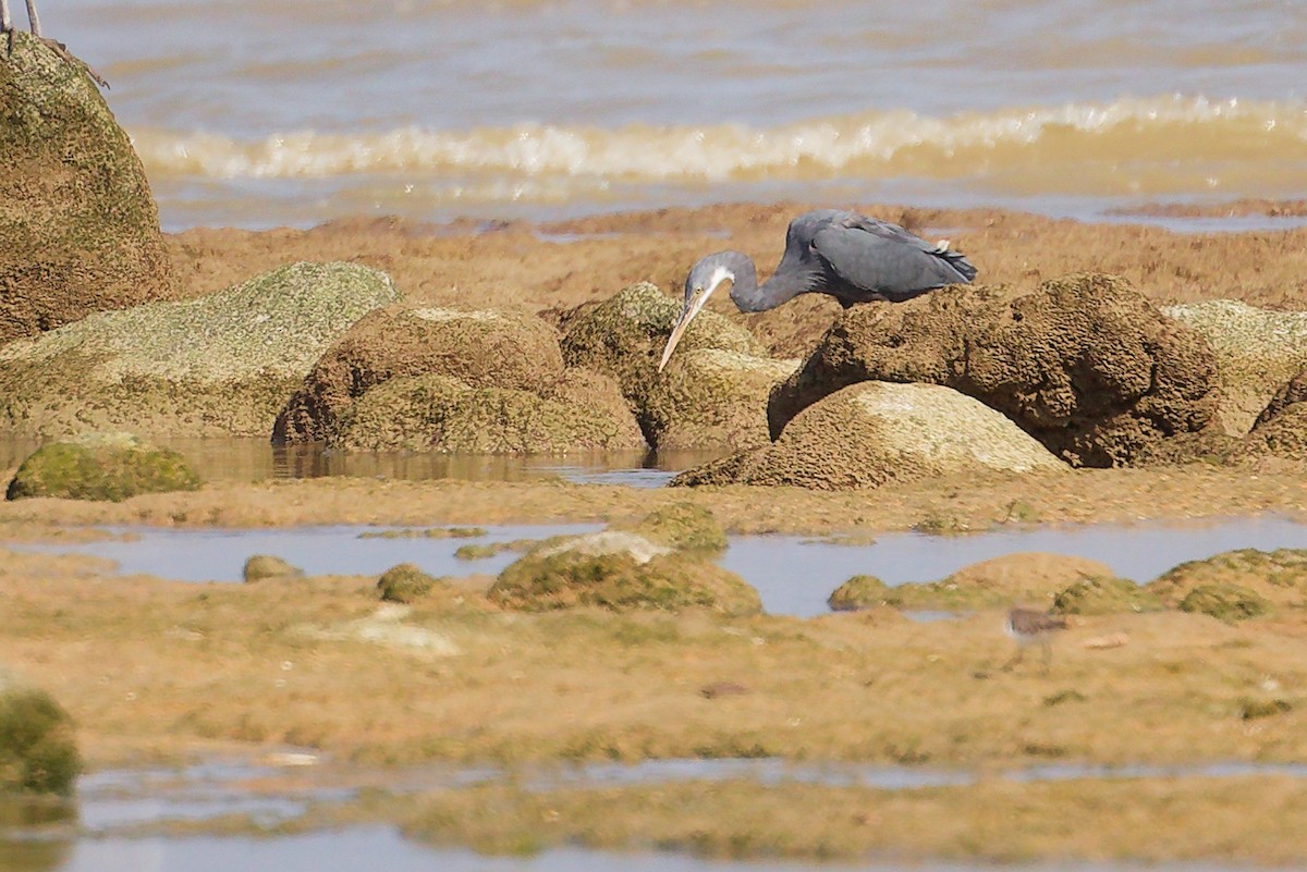Western Reef-Heron - ML645829889