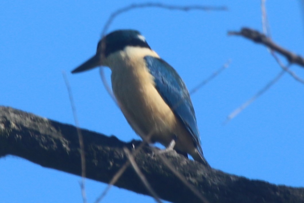 Sacred Kingfisher - ML645829890