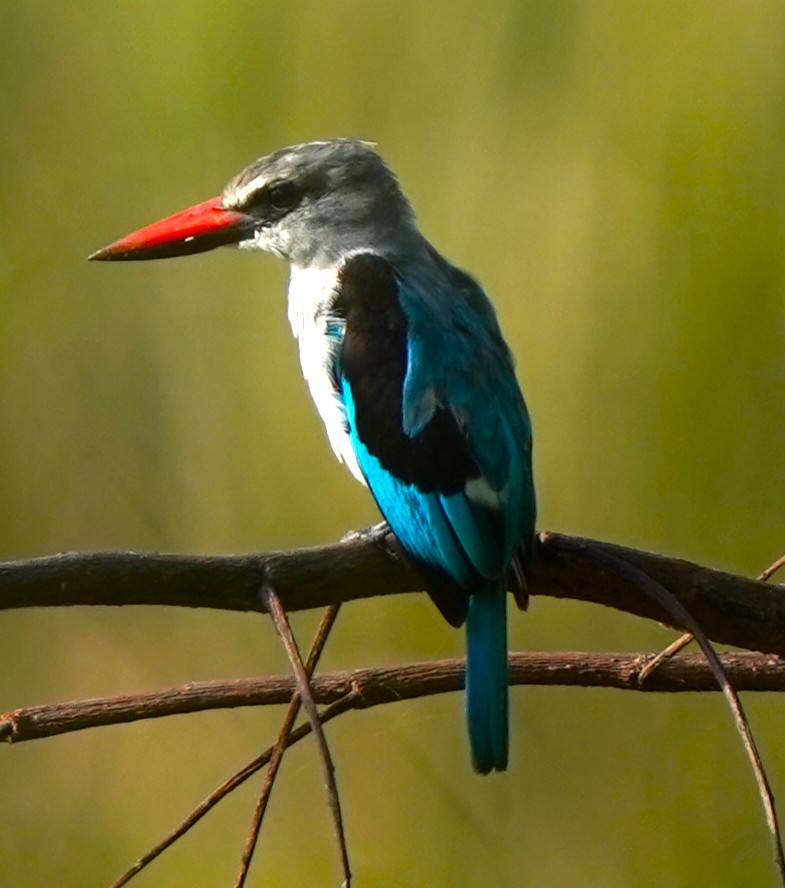Woodland Kingfisher - ML645829891