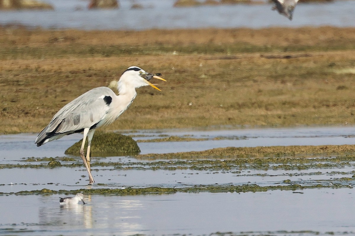 Gray Heron - ML645829892