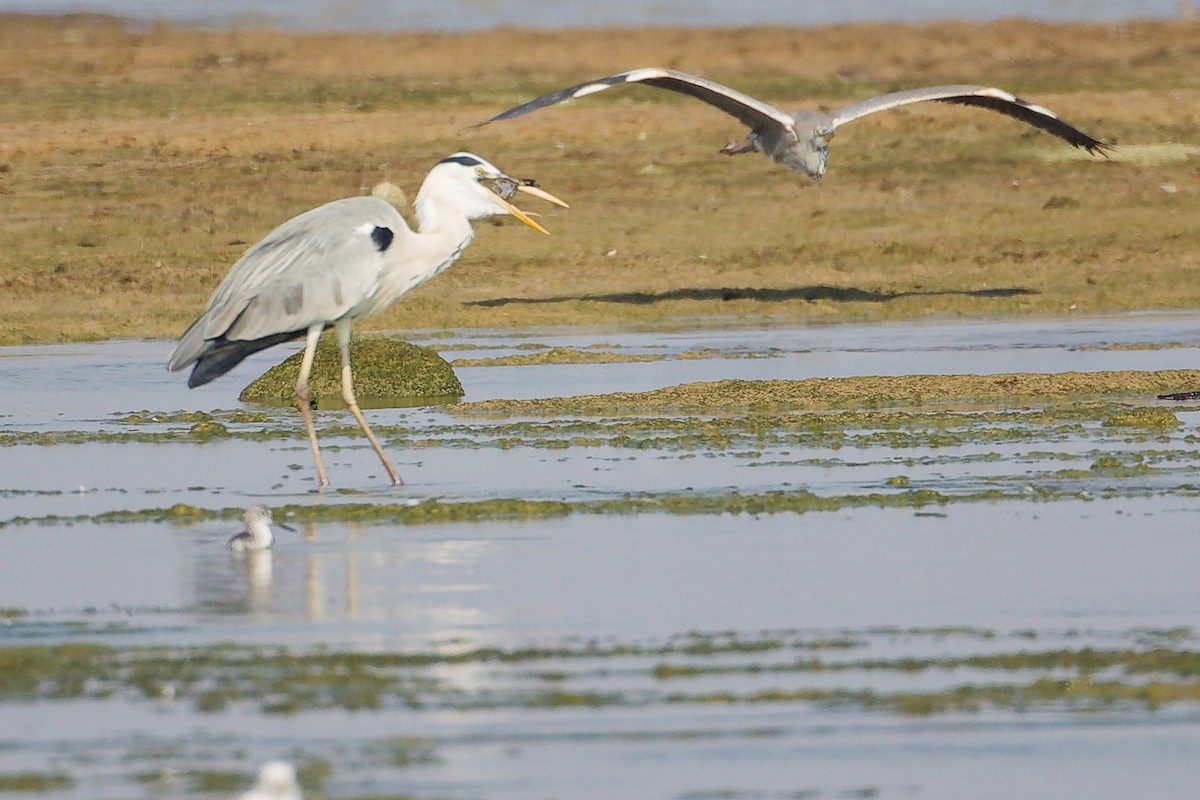 Gray Heron - ML645829893