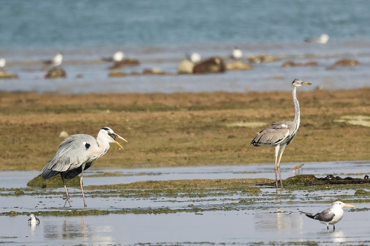 Gray Heron - ML645829894