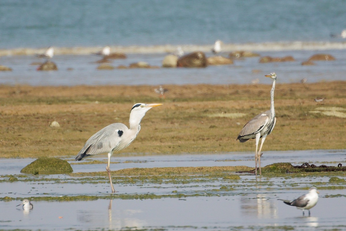 Gray Heron - ML645829895