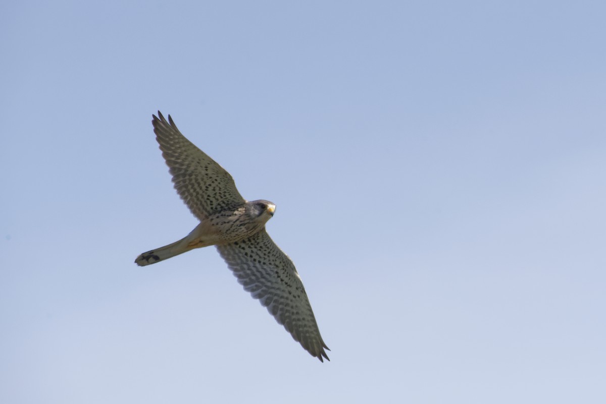 Eurasian Kestrel - ML645829896