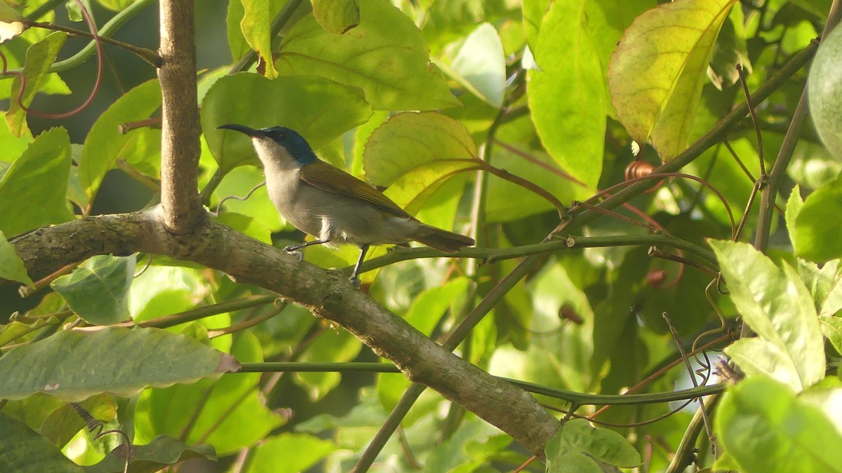 Green-headed Sunbird - ML645829897