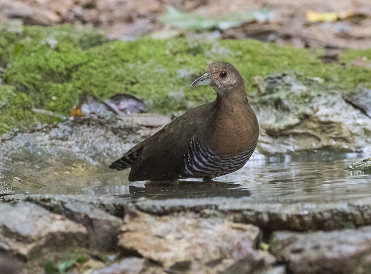 Slaty-legged Crake - ML645829898