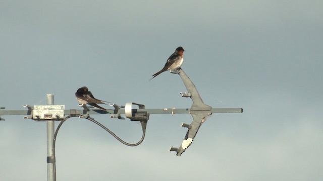 Welcome Swallow - ML645829899