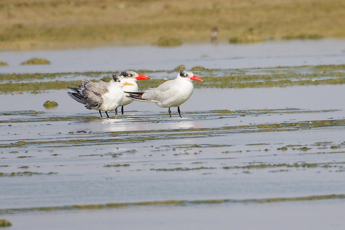 Caspian Tern - ML645829900