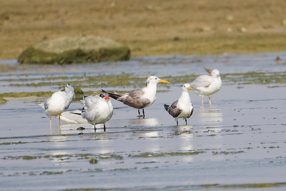 Great Crested Tern - ML645829901