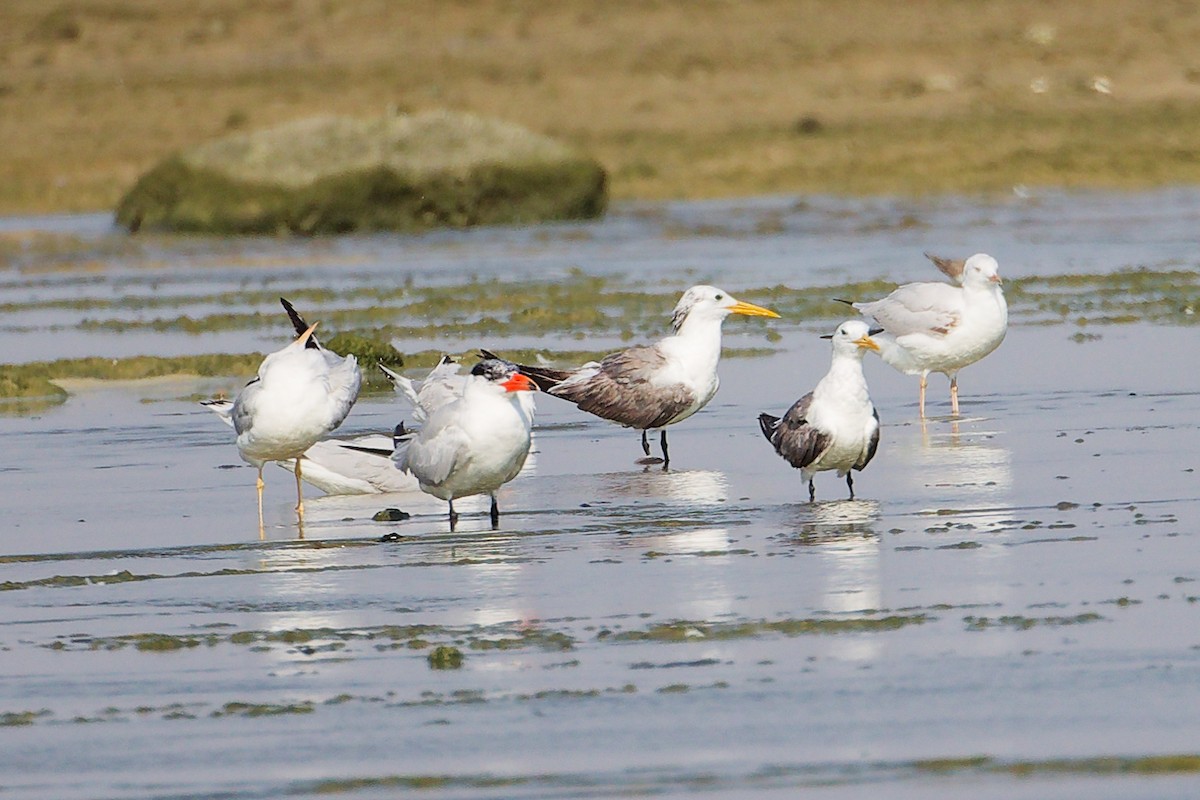 Great Crested Tern - ML645829902