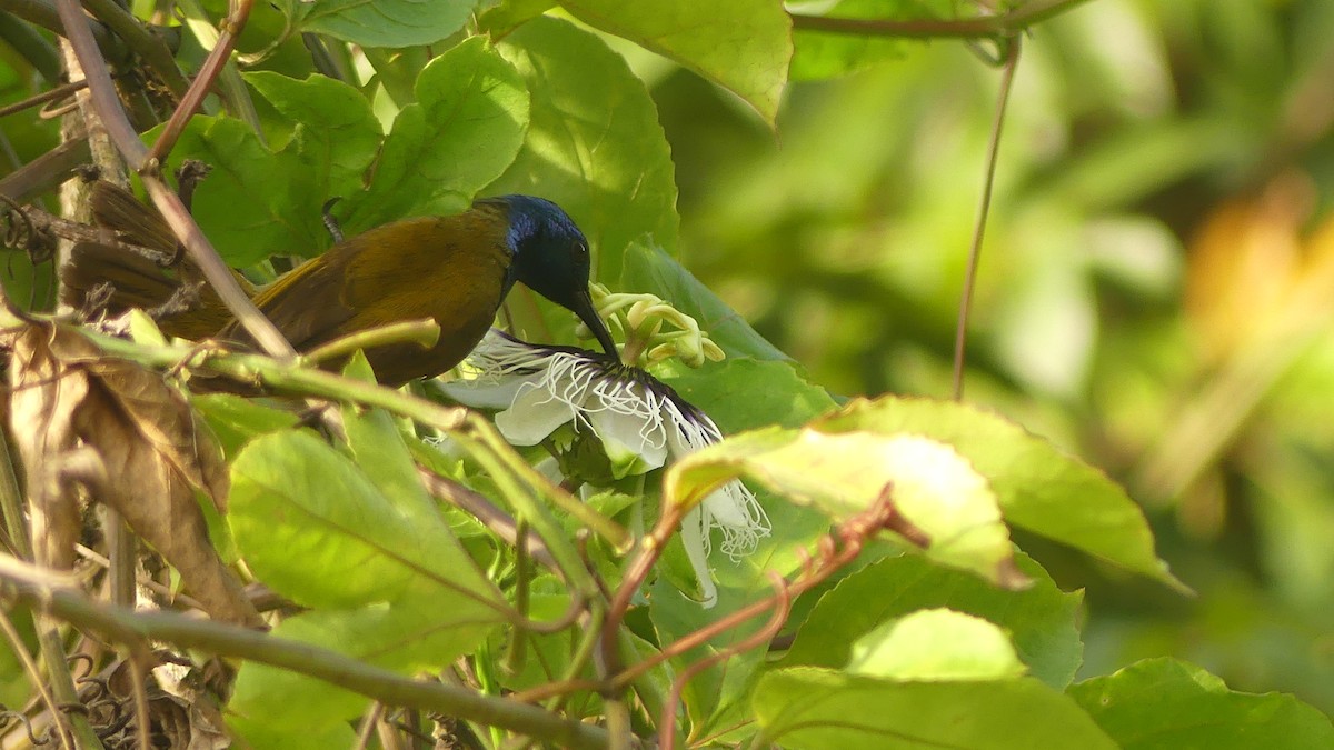 Green-headed Sunbird - ML645829903