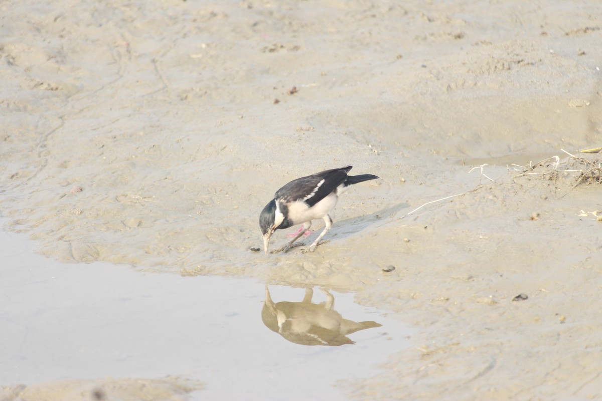 Indian Pied Starling - ML645829905