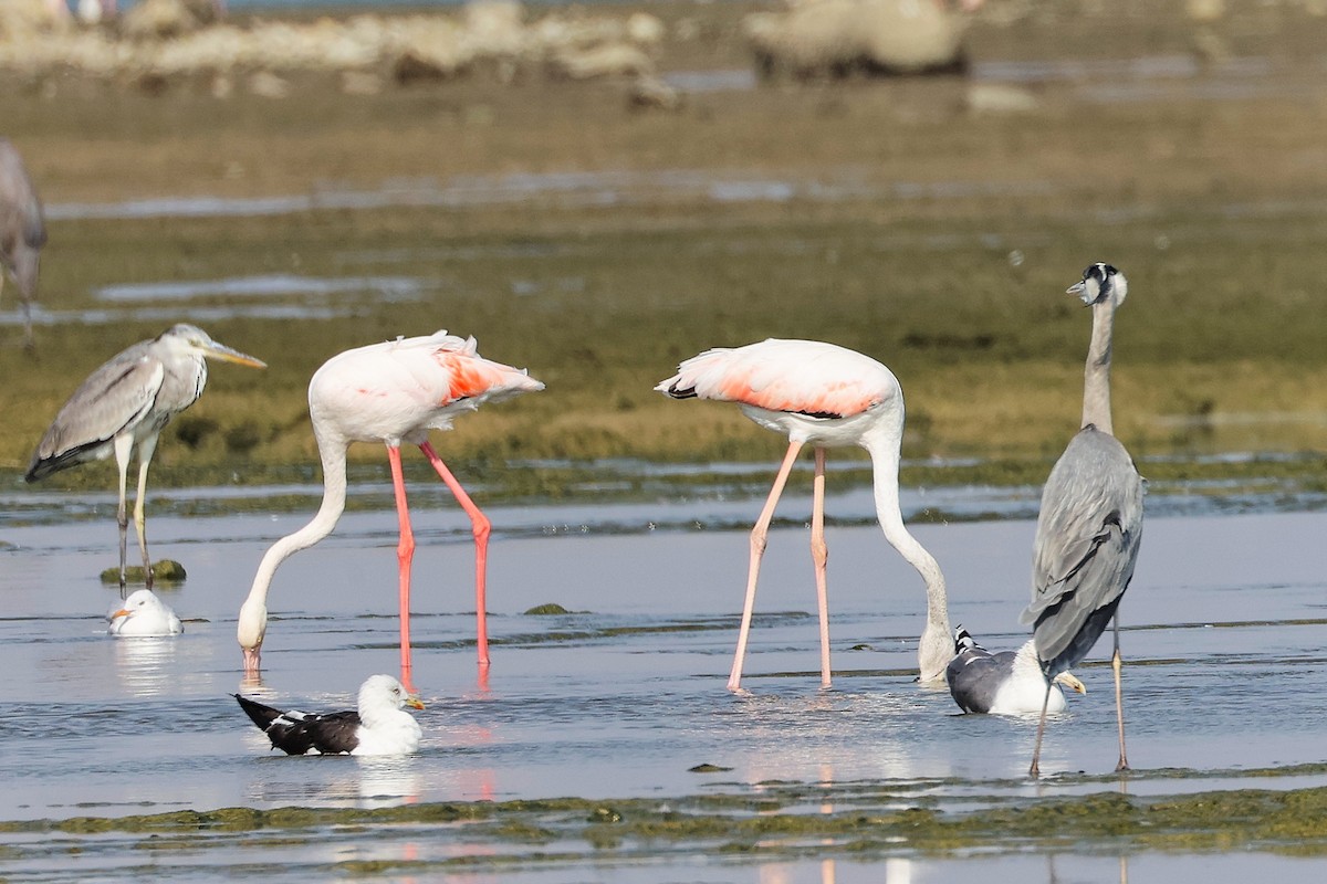 Greater Flamingo - ML645829906