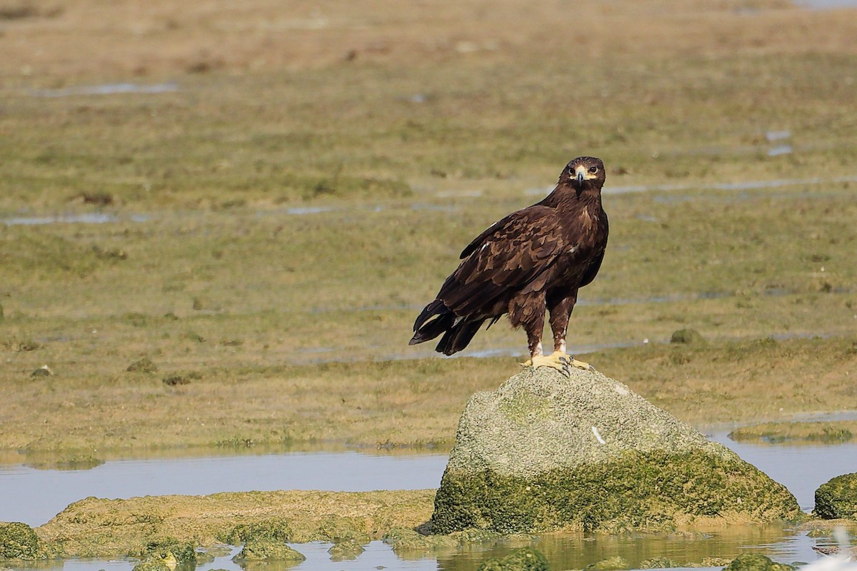 Greater Spotted Eagle - ML645829913