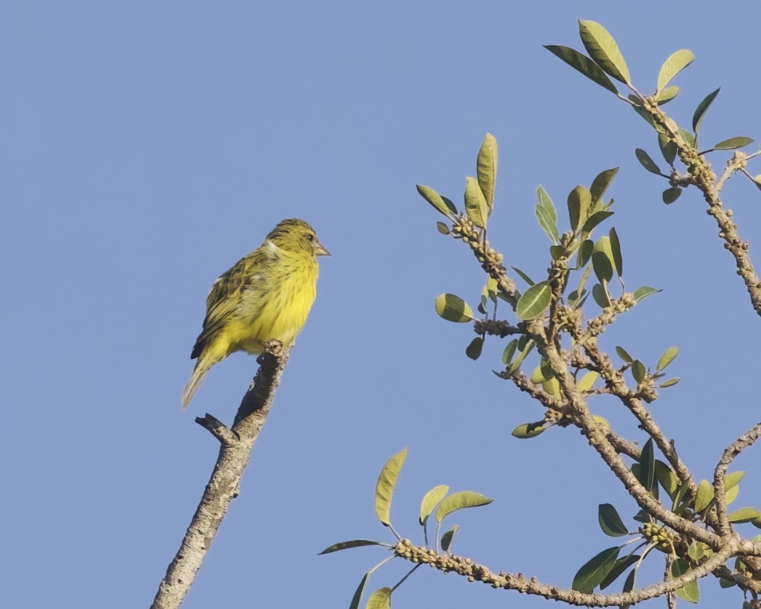 Southern Citril - ML645829914