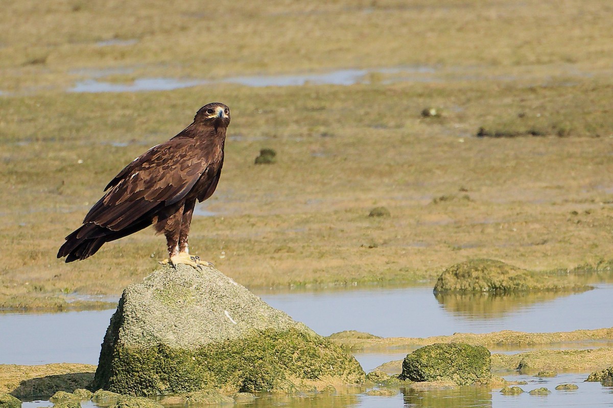 Greater Spotted Eagle - ML645829916