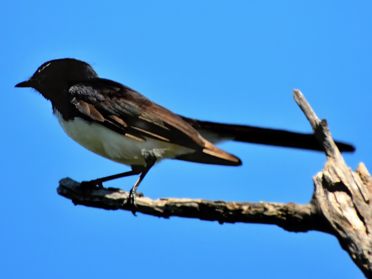 Willie-wagtail - ML645829920