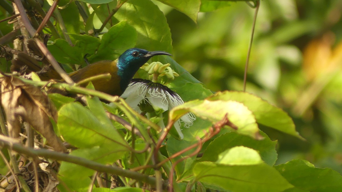 Green-headed Sunbird - ML645829921