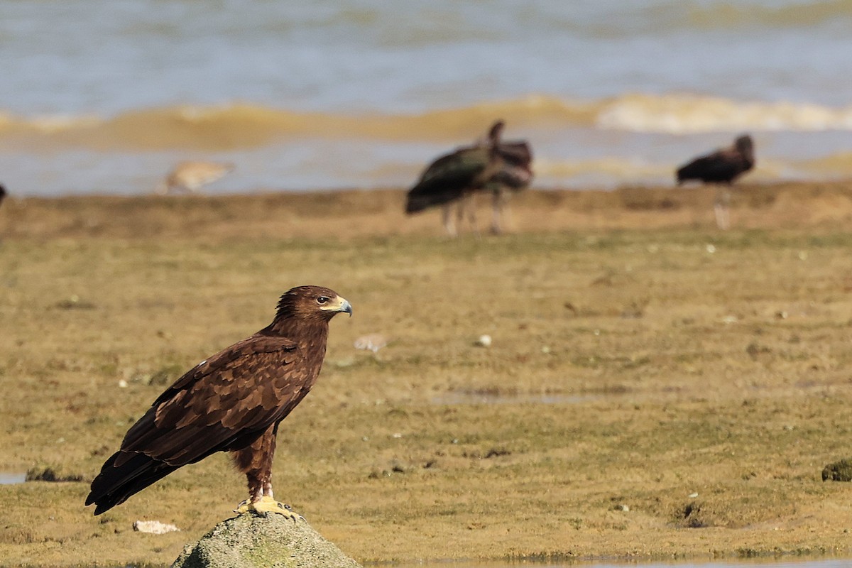 Greater Spotted Eagle - ML645829924
