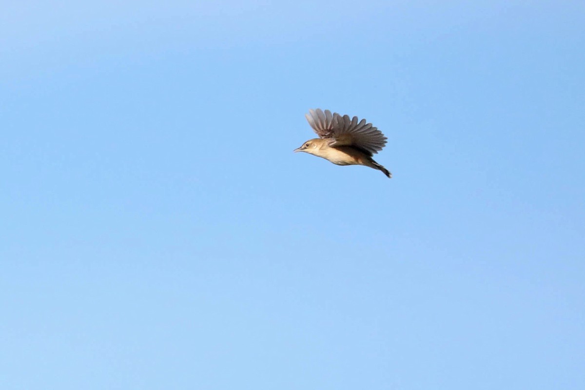 Zitting Cisticola (African) - ML645829926
