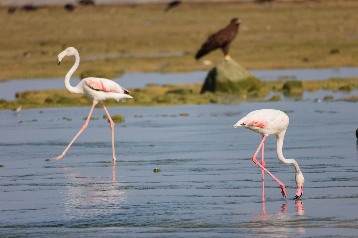 Greater Flamingo - ML645829927