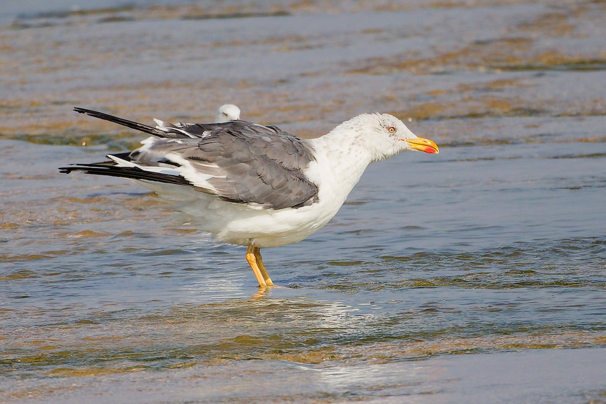 Zafferano - ML645829945