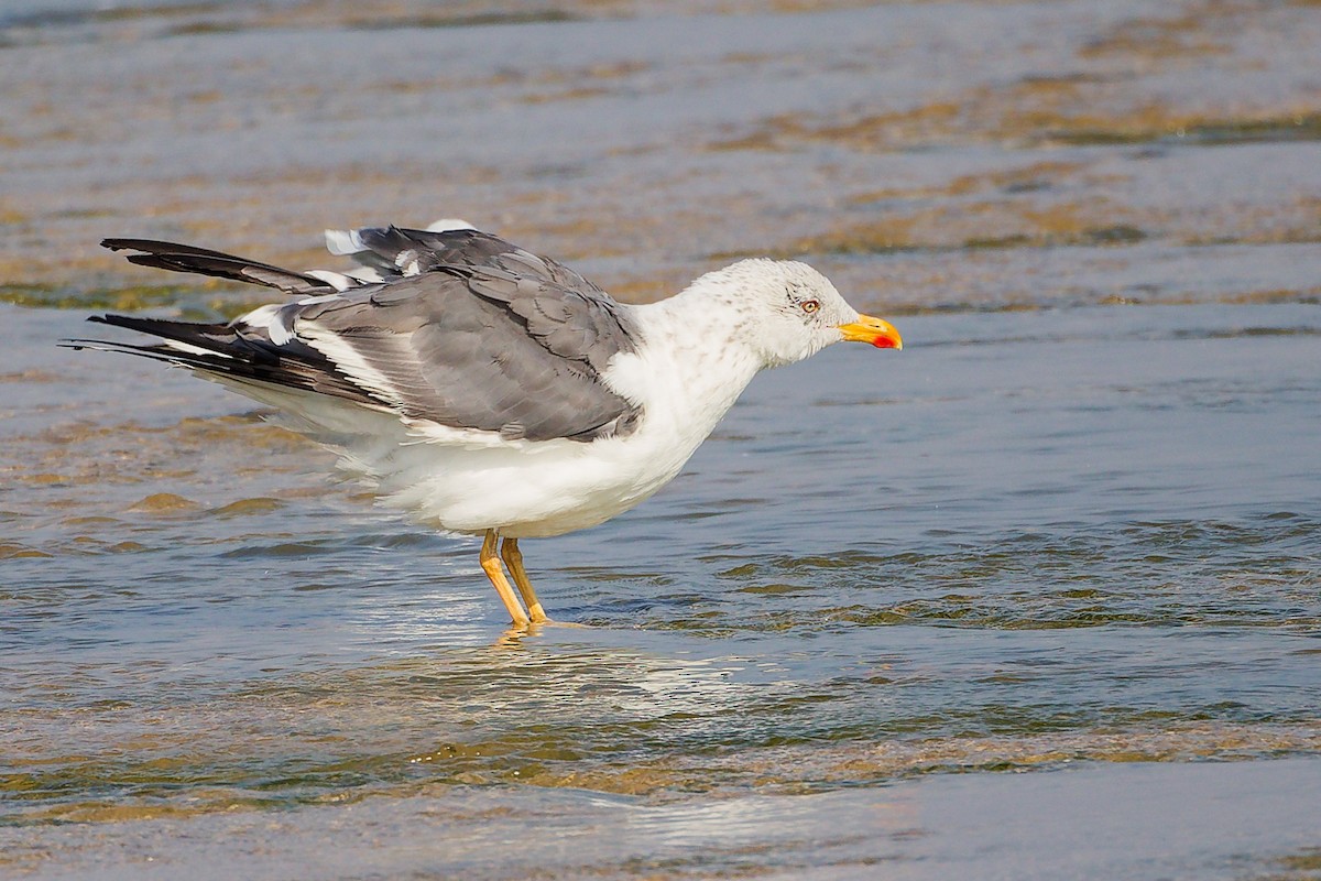 Zafferano - ML645829946