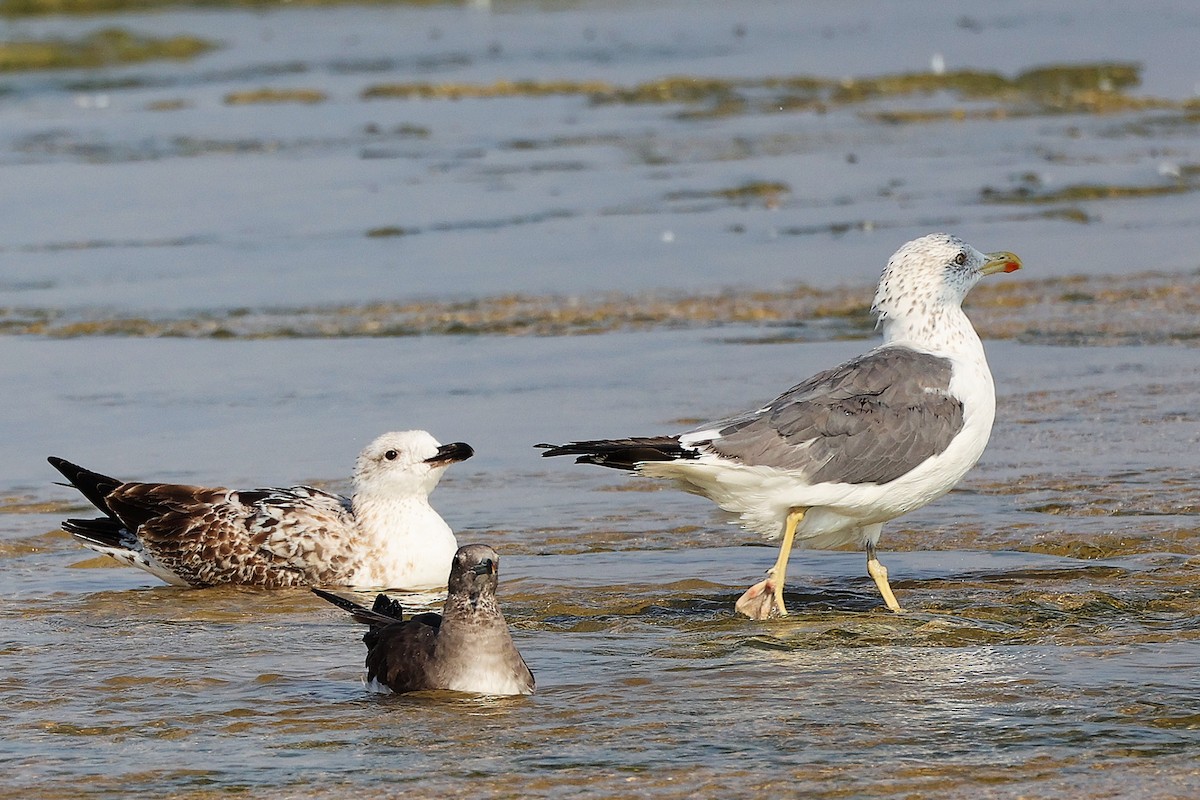 Zafferano - ML645829947