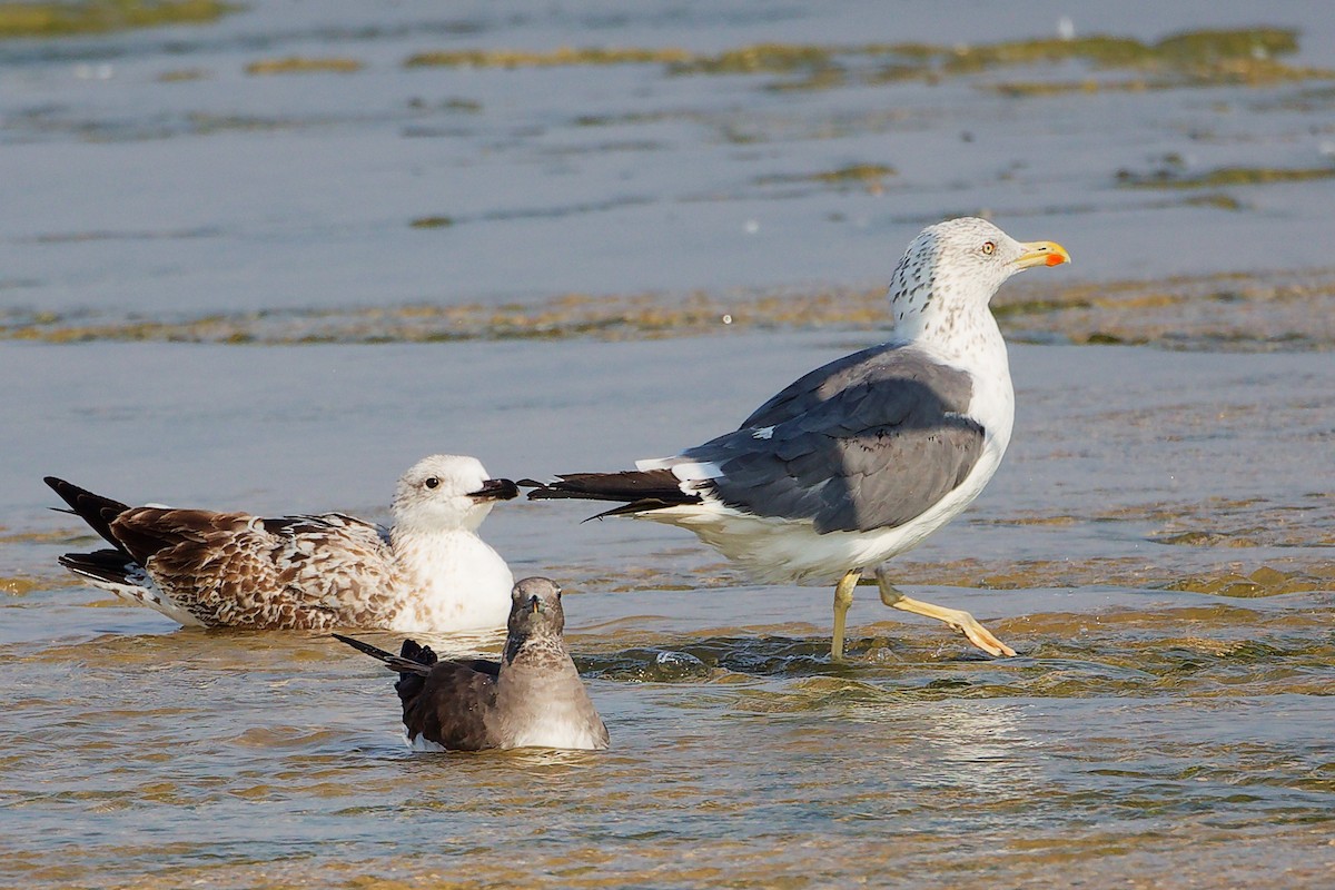 Zafferano - ML645829948