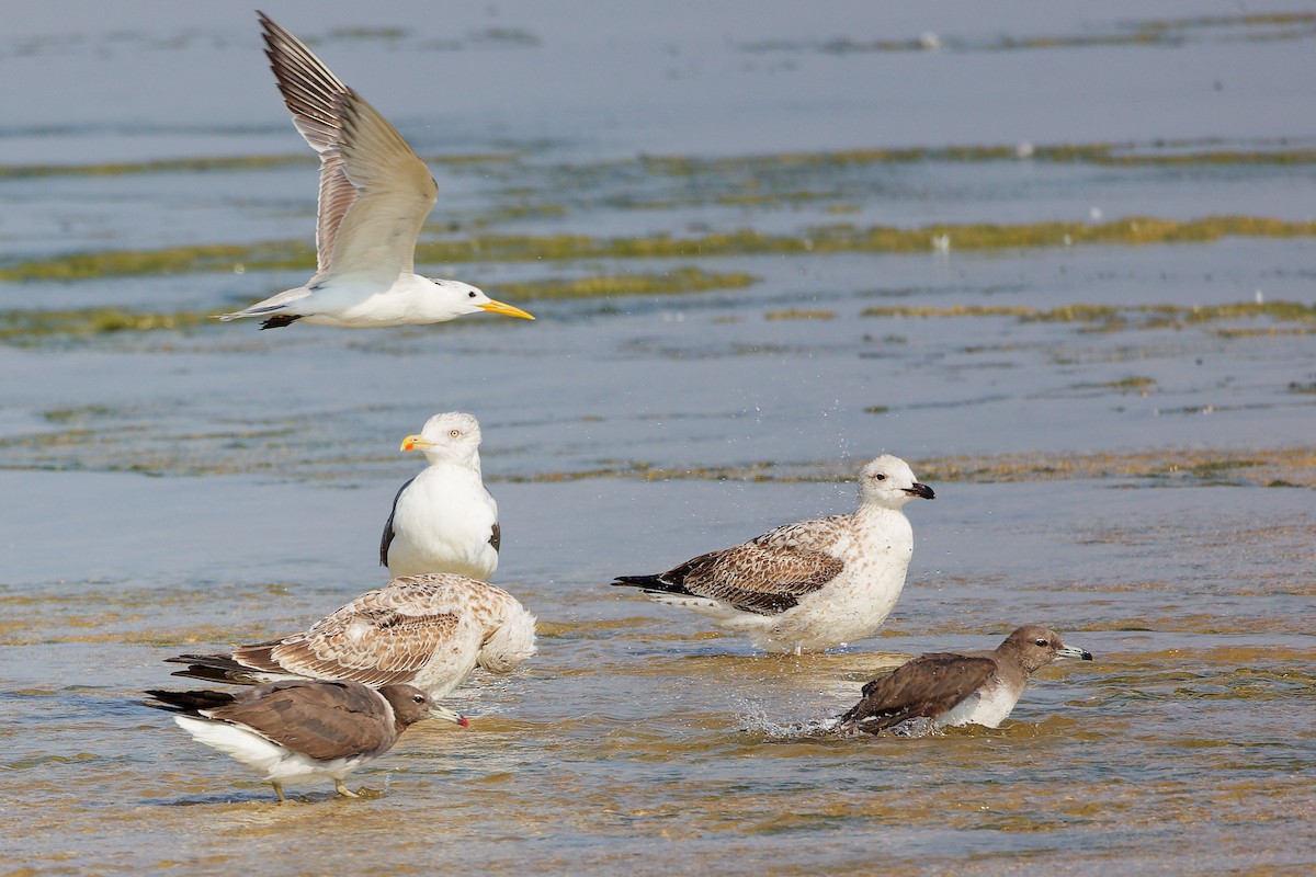 Zafferano - ML645829949