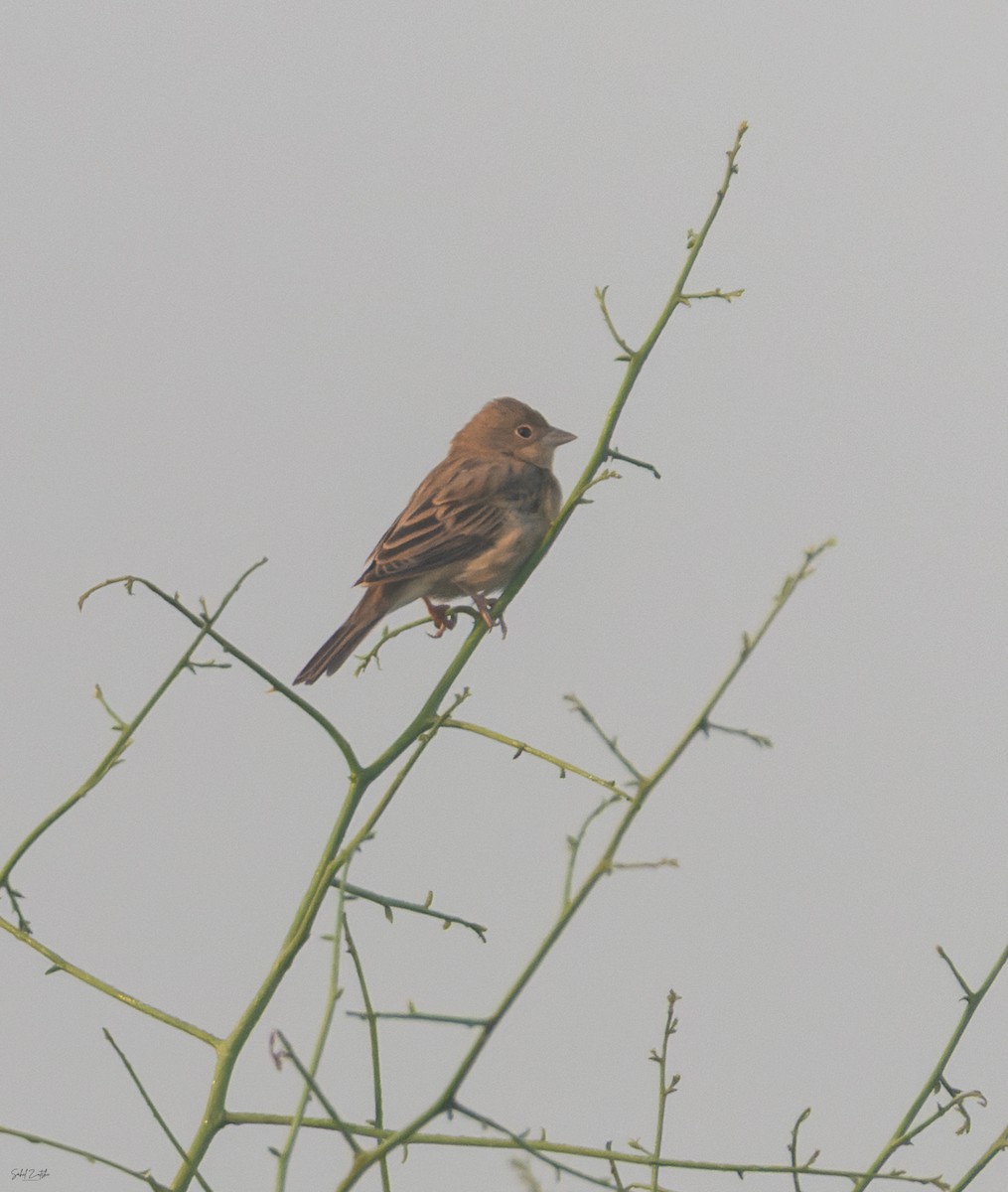 Red-headed Bunting - ML645829952