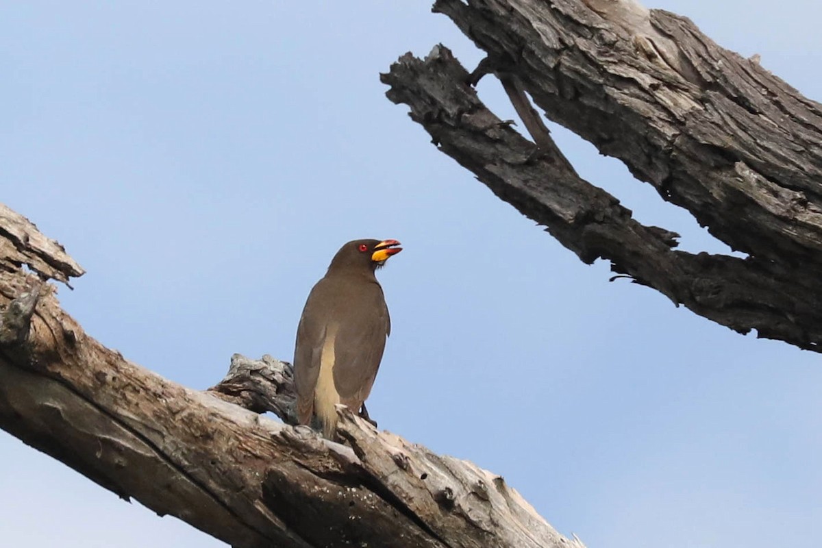 Yellow-billed Oxpecker - ML645829966