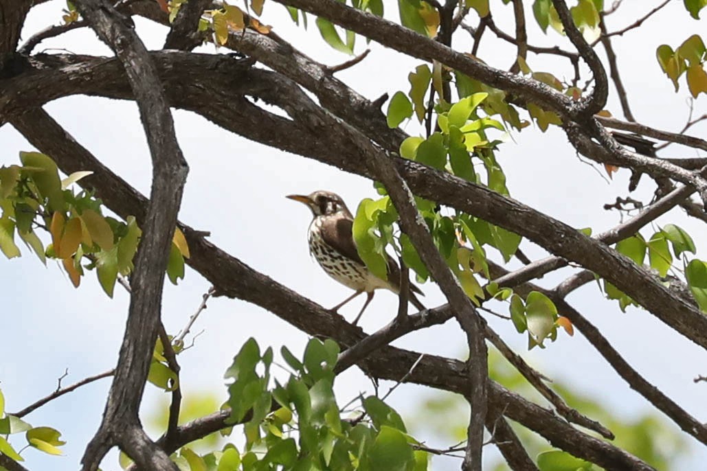 Groundscraper Thrush - ML645829969