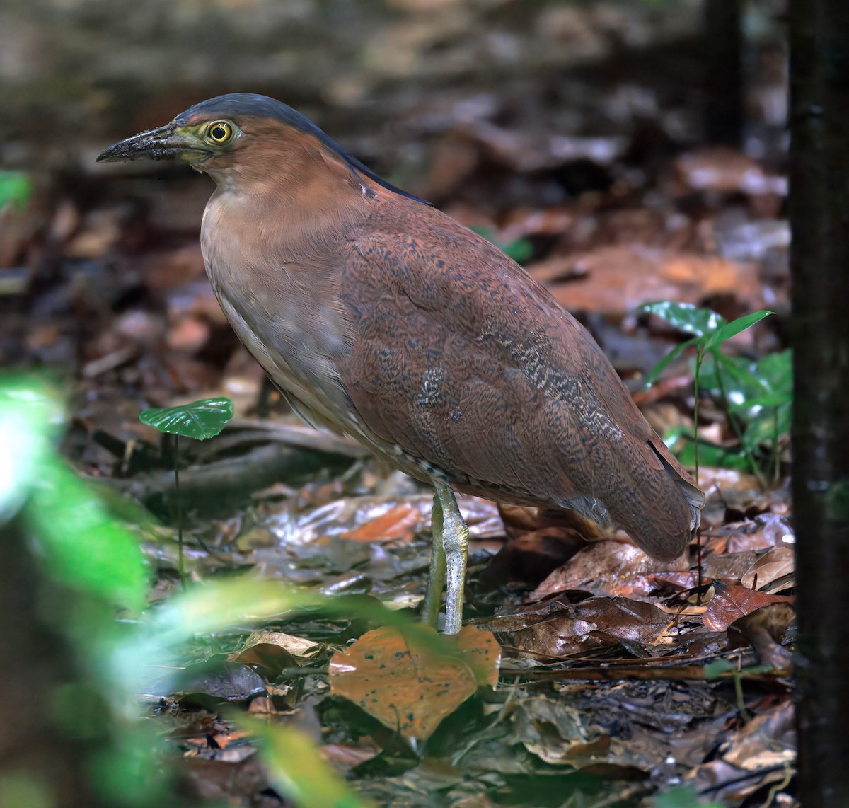 Malay Gece Balıkçılı - ML645829970