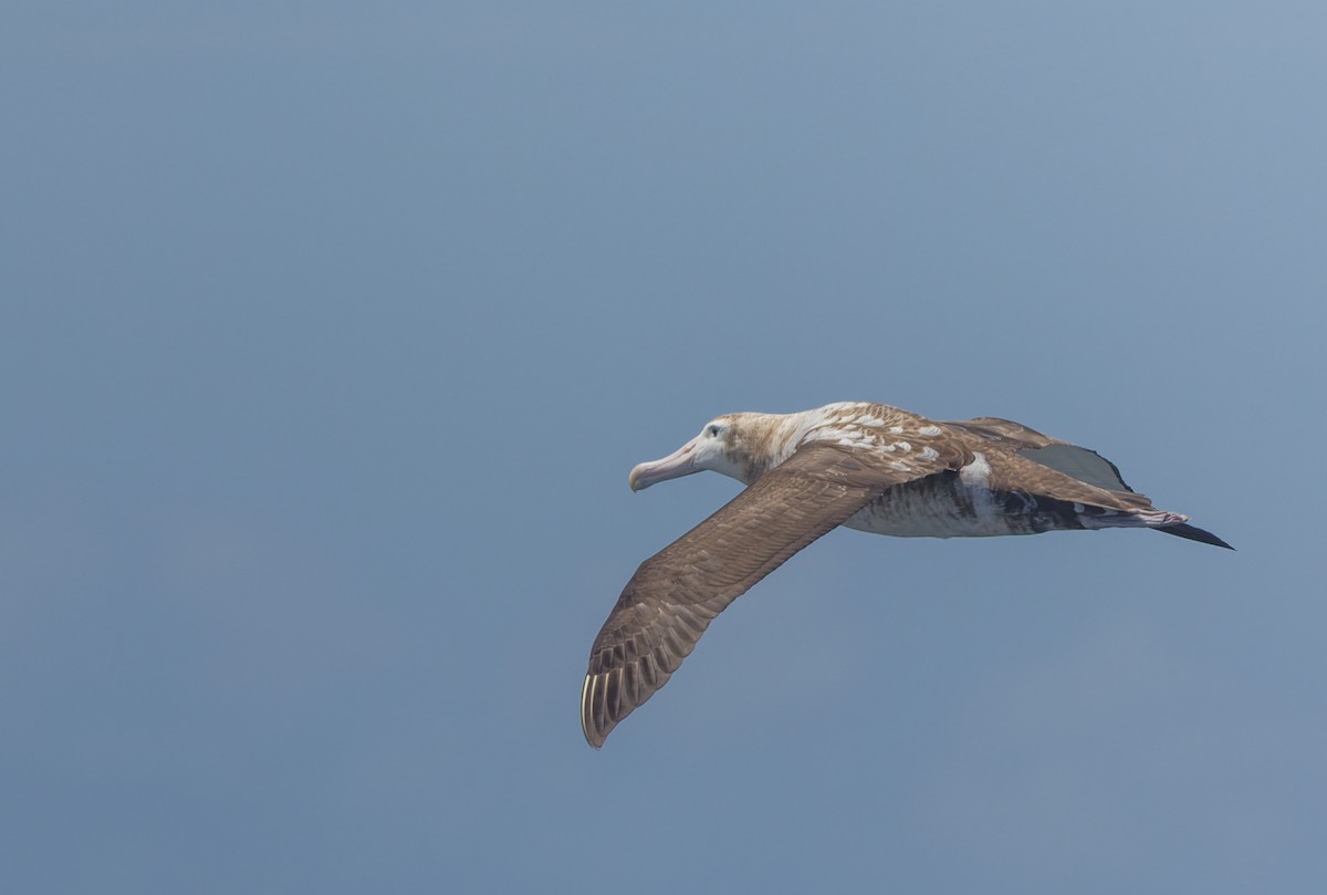 Snowy Albatross - ML645829971