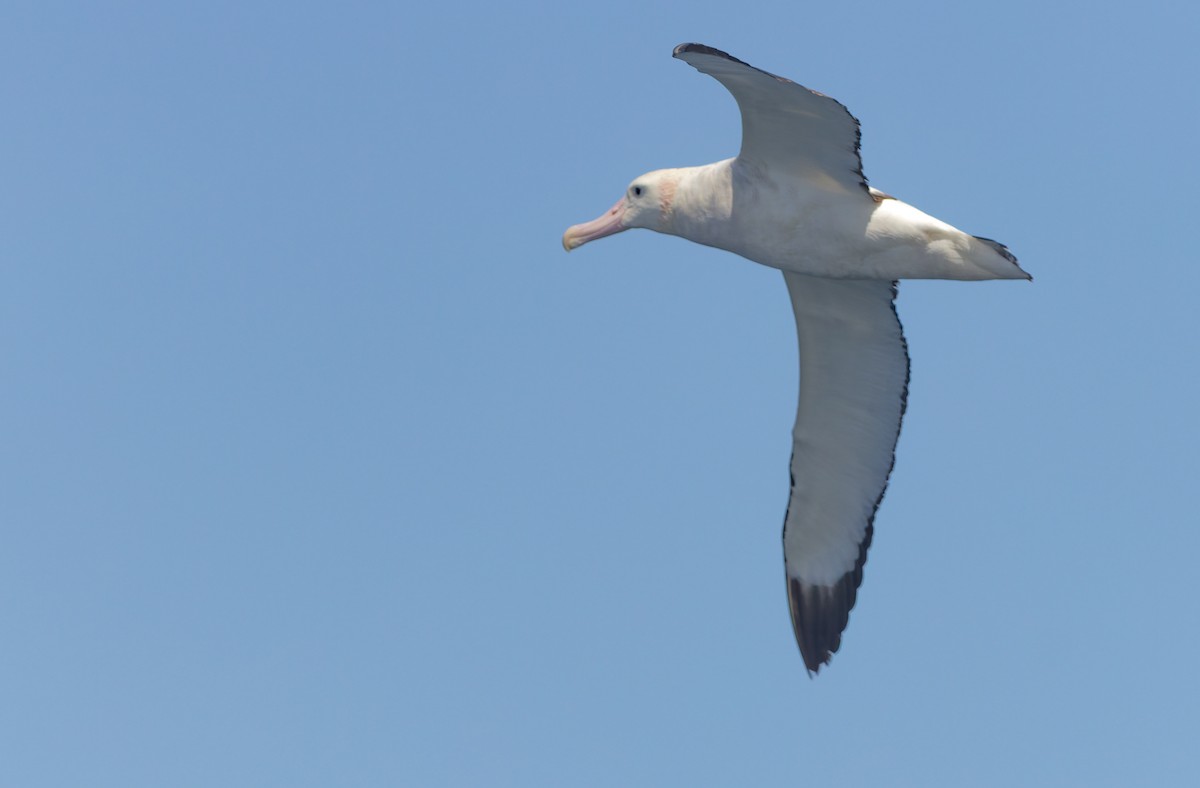 Snowy Albatross - ML645829972