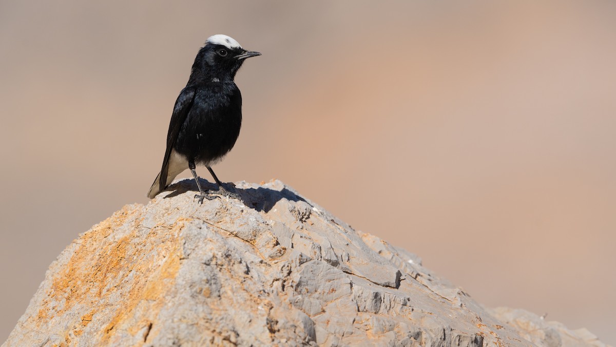 Collalba Yebélica - ML645829983