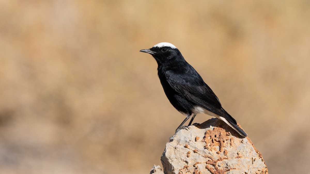 Collalba Yebélica - ML645829984