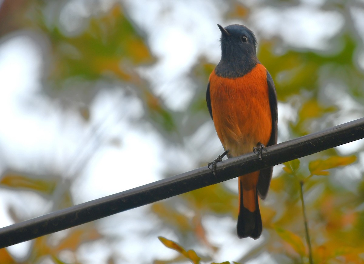 Blue-fronted Redstart - ML645829985