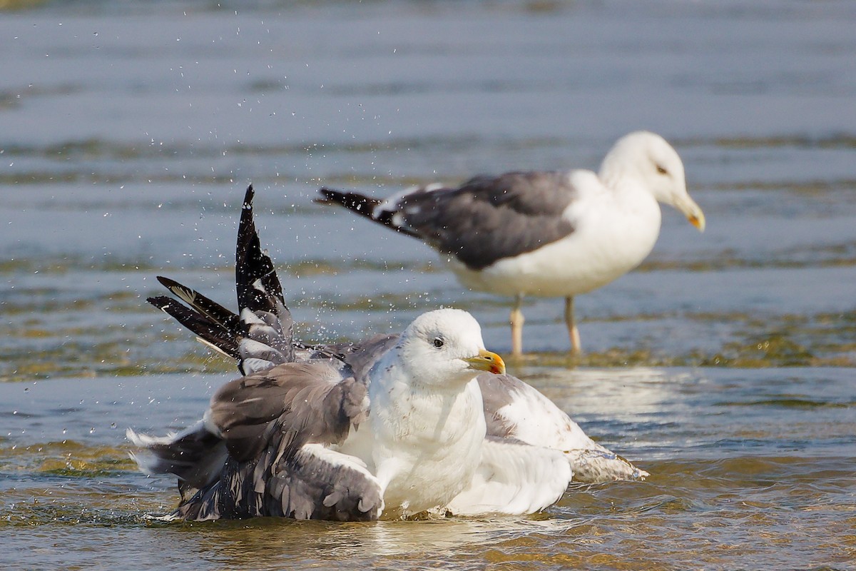 Gaviota Sombría - ML645829987