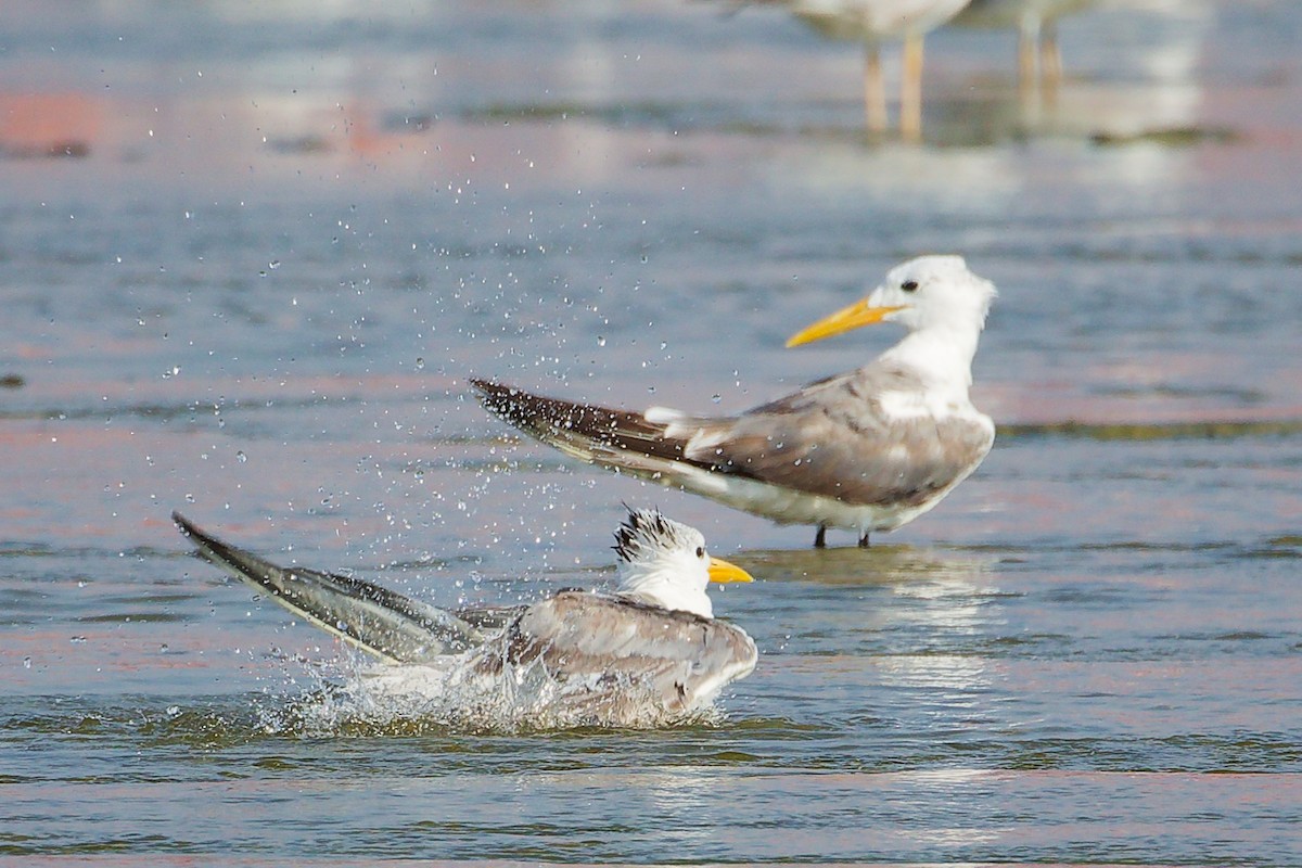 Charrán Piquigualdo - ML645829988